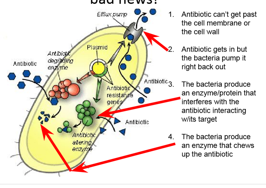 <ul><li><p>Antibiotic can’t get past the cell membrane or the cell wall</p></li><li><p>Antibiotic gets in but the bacteria pumps it right back out</p></li><li><p>The bacteria produces an enzyme/ protein that interferes with the antibiotic interacting with the target </p></li><li><p>Bacteria produce an enzyme that chews up the antibiotic </p></li></ul><p></p>