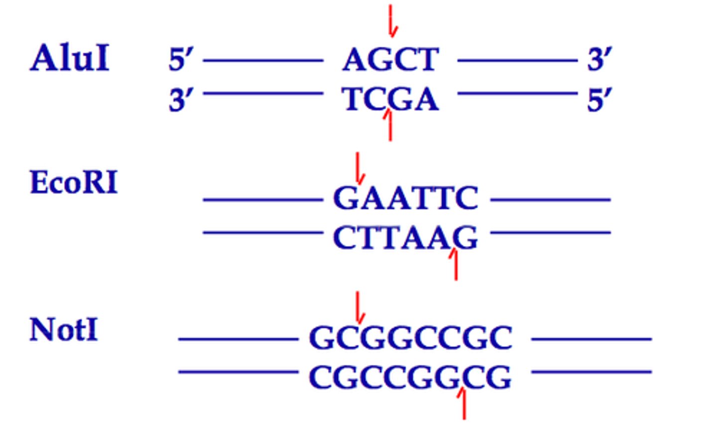 <p>specific sequence where a restriction enzyme will cut (palindrome)</p>