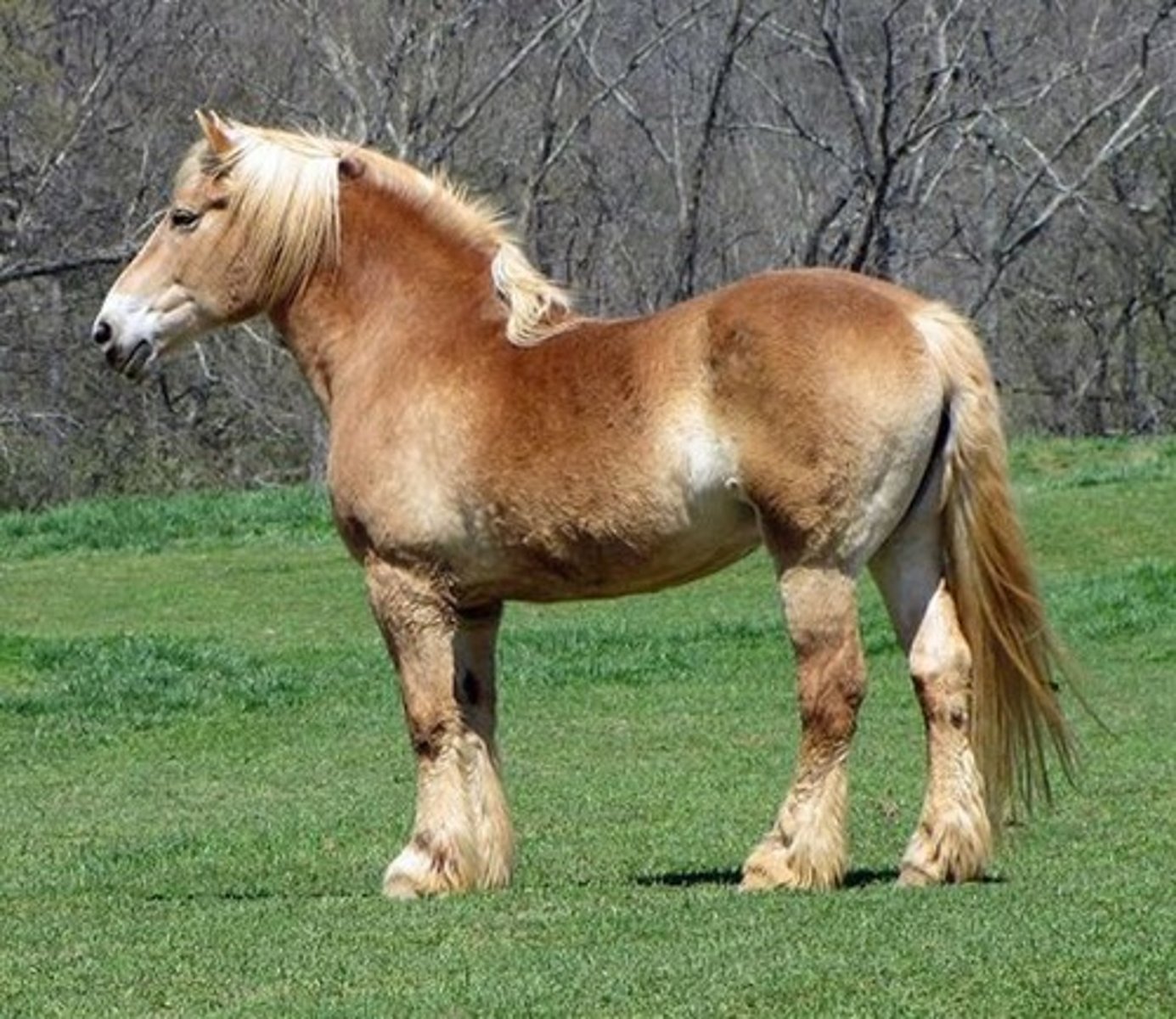 <p>this draft horse aka "Brabant" descended from war horses in MIddle Ages</p>