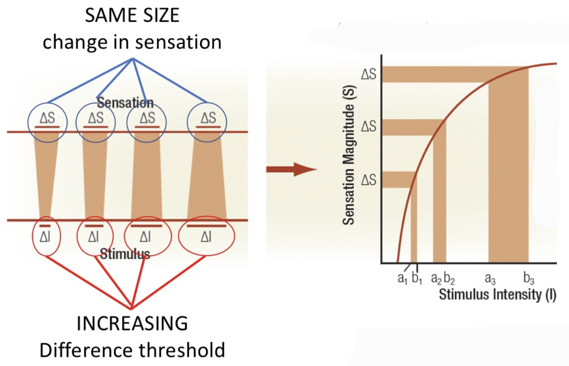 <ul><li><p>assumption: JND is like unit sensory perception = unit change in sensory perception </p></li><li><p>difference = 1 unit change </p></li><li><p>only func work as increase JND and keep sensation same → Fechner’s law</p><ul><li><p>S = K ^log (I) </p><ul><li><p>S = psych sensation/perception </p></li><li><p>k = constant (NOT same k)</p></li><li><p>I = stimulus lvl/intensity </p></li></ul></li></ul></li><li><p>law assumes that all JNDs are perceptually equivalent, i.e., ΔI is a “unit of the mind”</p></li><li><p>need to ad more to keep ΔS</p></li><li><p>psych experinence increases less quickly than actual physical stimulus increases → slope decreases as intensity increases</p><ul><li><p>NOT TRUE for ALL sensory modality</p></li></ul></li></ul>