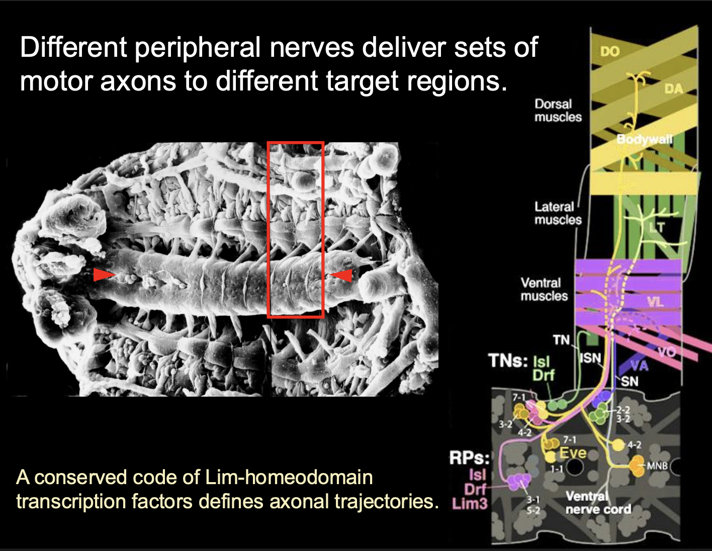 <p>Guidance cues are in complementary zones in the limb:</p><ul><li><p>Ephrin A→ in the <strong>ventral</strong></p></li><li><p>Ephrin B2→ <strong>Dorsal</strong></p></li></ul><ol><li><p>lLMC→ Eph-A4→ <strong>repelled by Ephrin A→ goes to the dorsal</strong></p></li><li><p>mLMC→ Eph-B1 receptor→ interactis with ephrin B2→ goes to ventral</p></li></ol><p><em>Complemntary zones of Eph-ephrin expression</em></p>