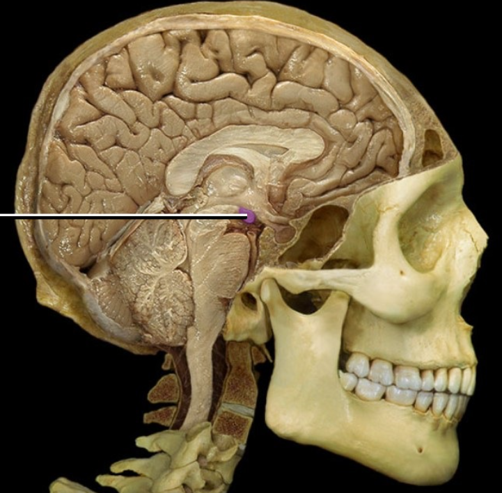 <p><span><span>Mammillary body</span></span></p>