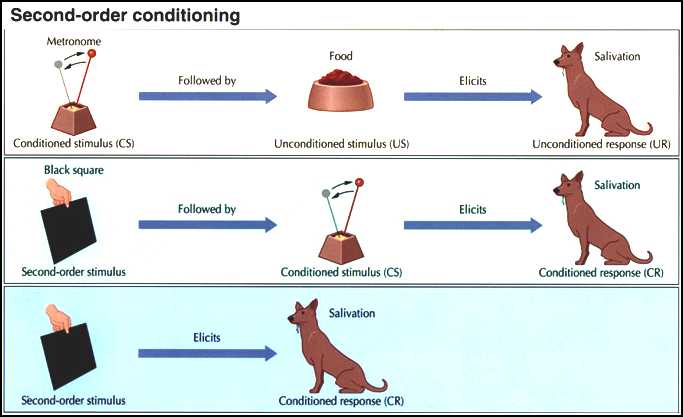 <ol><li><p>neutral stimulus (NS) is paired</p></li><li><p>w/ an already-established conditioned stimulus (CS₁)</p></li><li><p>resulting in the NS becoming a conditioned stimulus (CS₂)</p></li><li><p>that elicits the conditioned response (CR)</p></li></ol>