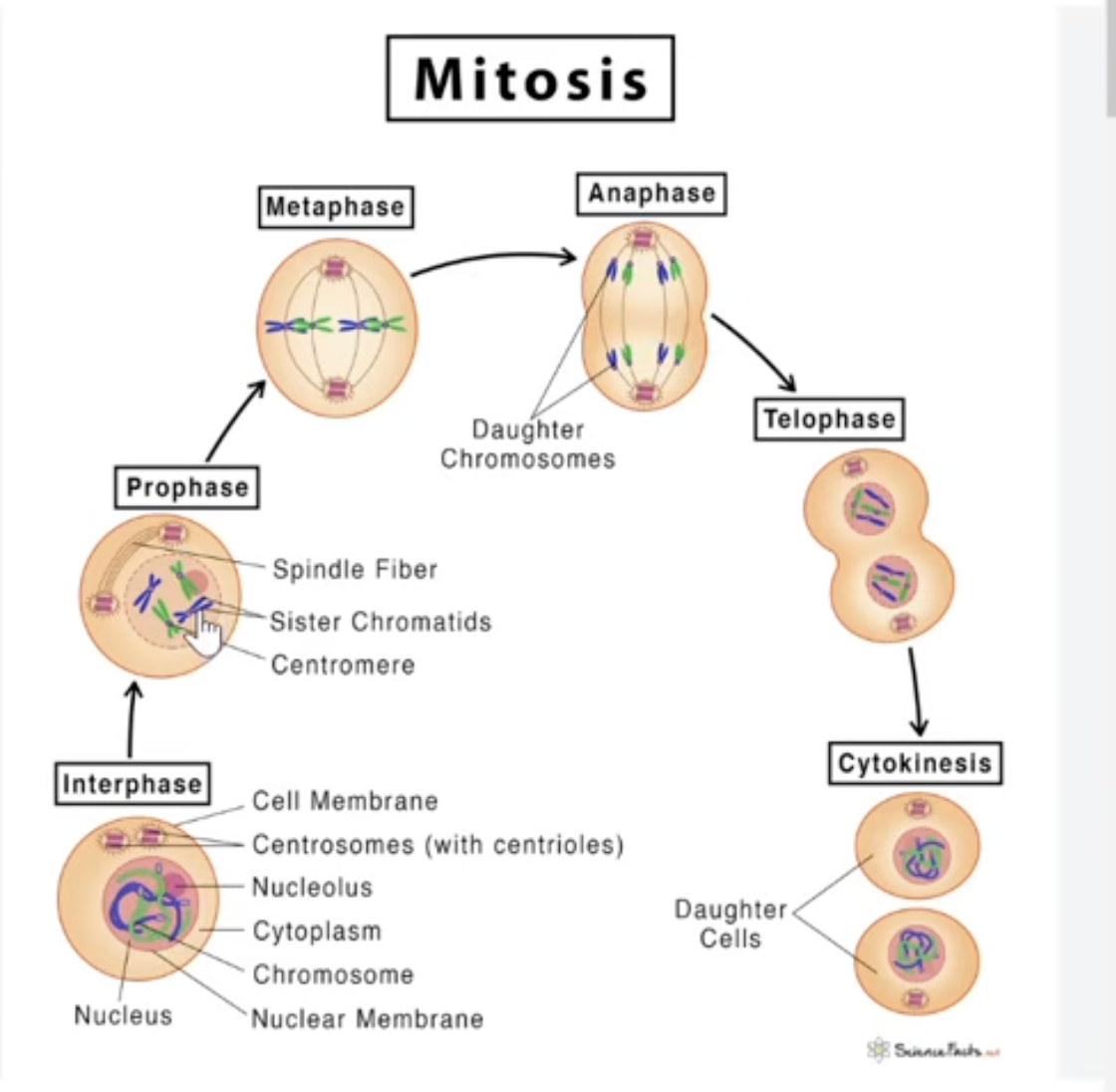 <ul><li><p>PMAT</p></li><li><p>ploidy of 2n throughout</p></li></ul><p>Prophase: DNA condenses, centrioles migrate to opposite poles &amp; microtubules form, nuclear envelope disappears</p><p>Metaphase: “meet in the middle”, chromosomes meet in the middle</p><p>Anaphase: “apart”, sister chromatids separate and move to opposite poles</p><p>Telophase: chromosomes decondense, nuclear membrane forms, cytokinesis occurs (cytoplasm splits) </p><p></p>