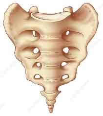 <p>What vertebrae is this?</p>