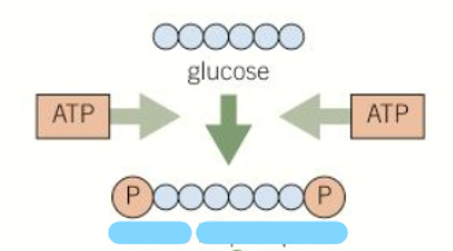 <p>Two phosphates are release from two ATP molecules, and are attached to a glucose molecule forming hexose bisphosphate.</p>
