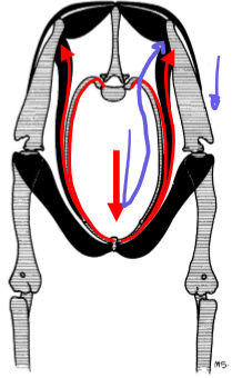 <p>Wt goes down → travels up the serratus ventralis and other ventral muscles to the medial scapula → down the leg</p>