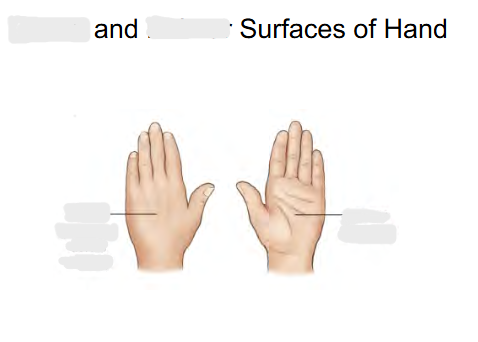 <p>Back of hand surface called:</p>