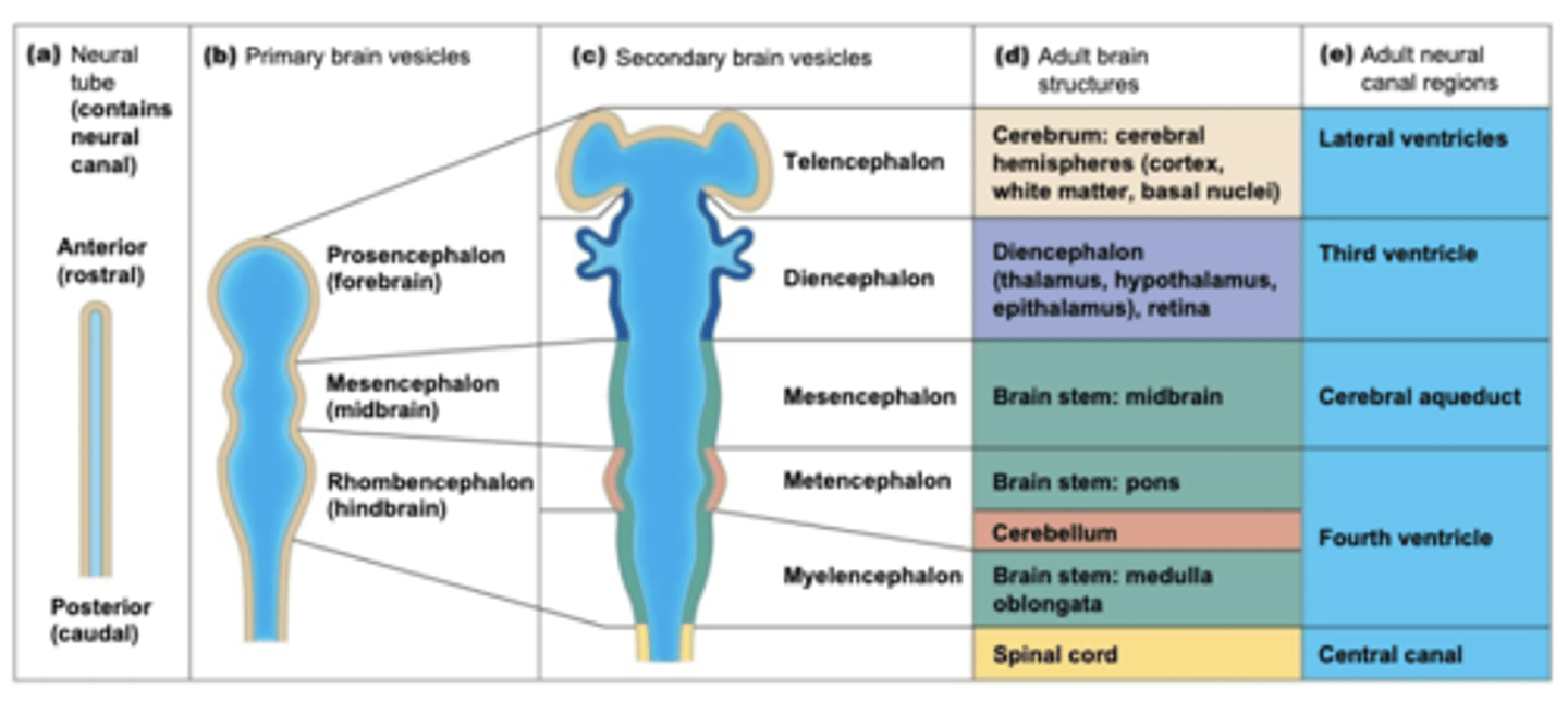 <p>the pons and cerebellum</p>