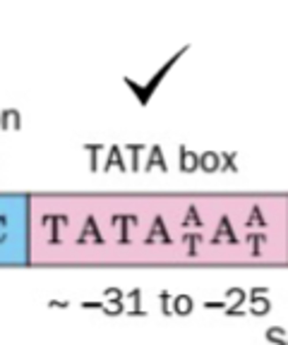 <p>what percent of genes gave an upstream TATA box element at -30 to -100</p>