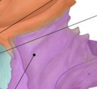 <p>(top purple portion)</p>