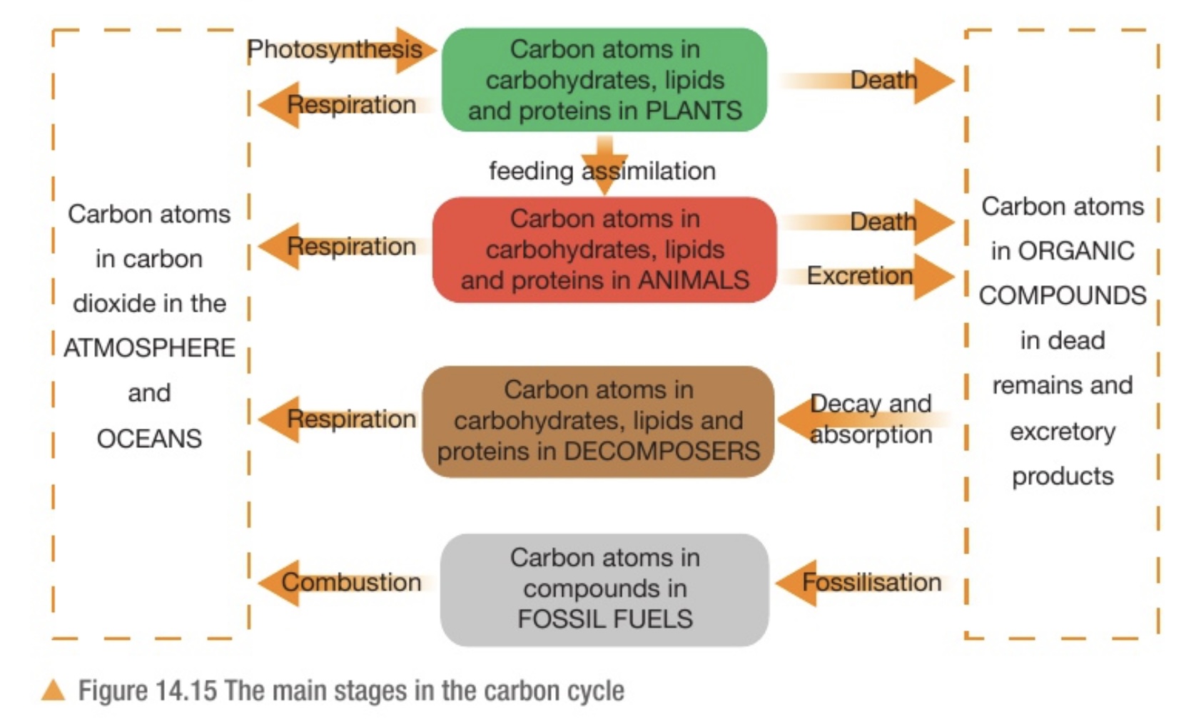 <ul><li><p><u>Photosynthesis</u>: ‘fixes’ carbon atoms from CO2 into organic compounds</p></li><li><p><u>Feeding and assimilation</u>: pass carbon atoms along food chains</p></li><li><p><u>Respiration</u>: releases CO2 as organic compounds (glucose) is broken down to release energy</p></li><li><p><u>Fossilisation</u>: sometimes they do not decay fully (soil is too acidic) and fossil fuels (coal, oil, natural gas) are formed</p></li><li><p><u>Combustion</u>: burning fossil fuels releases CO2</p></li></ul>
