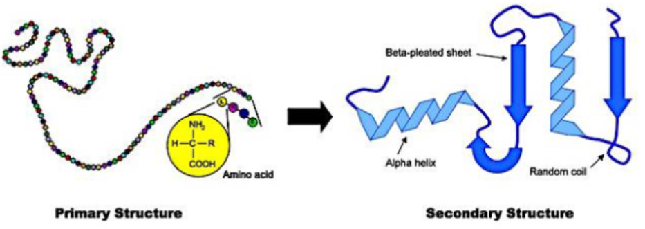<ul><li><p><strong>Alpha helix</strong>: a spiral structure stabilized by hydrogen bonds between backbone CO and NH groups</p></li><li><p><strong>Beta sheet</strong>: strands of peptide backbone lying side by side (parallel or antiparallel) held by hydrogen bonds</p></li><li><p><strong>Beta turns</strong>, <strong>random coils</strong> also common in loops</p></li></ul><p></p><ul><li><p>Spatial folding of polypeptide chain in properly arranged, repetitive structures. Stabilizing forces - h bonding for alpha helix, beta sheet</p></li></ul><p></p><p><mark data-color="purple" style="background-color: purple; color: inherit;">ALPHA HELIX, BETA SHEET, BETA TURNS, RANDOM COIL</mark></p><p></p>