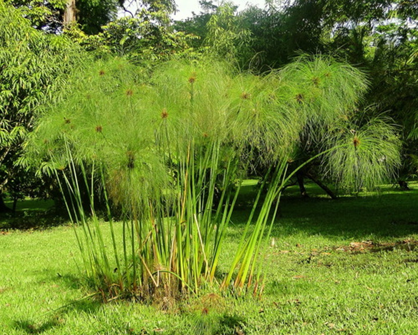 <p>perennial herbs with corms for storage</p><p>triangular stems - sedges have edges</p><p>Leaves: 3-ranked, leaf sheath sealed/closed</p><p>Inflor: various spiklets NO GLUMES one bract</p><p>Flower: variable no sep/pet</p><p>Fruit: achene</p>