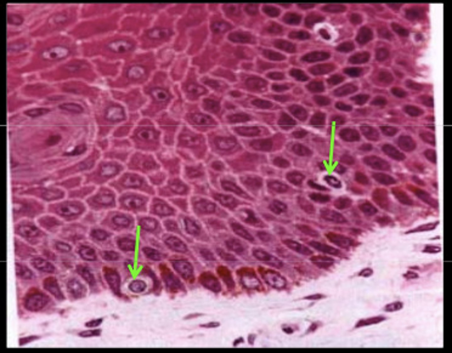 <p>cells that produce melanin</p>