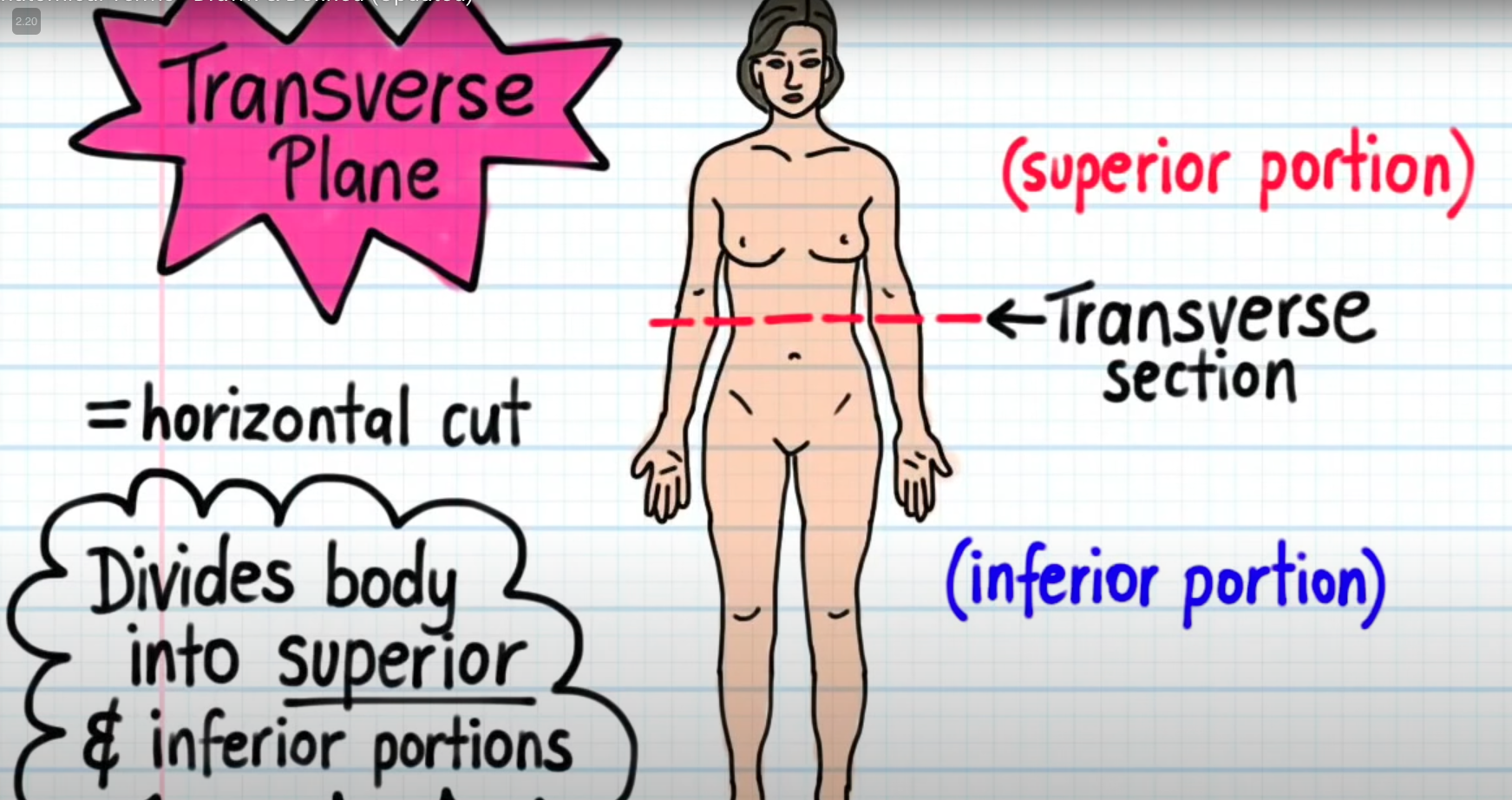 <p>Horizontal cut. Divides body into superior and inferior portions</p>