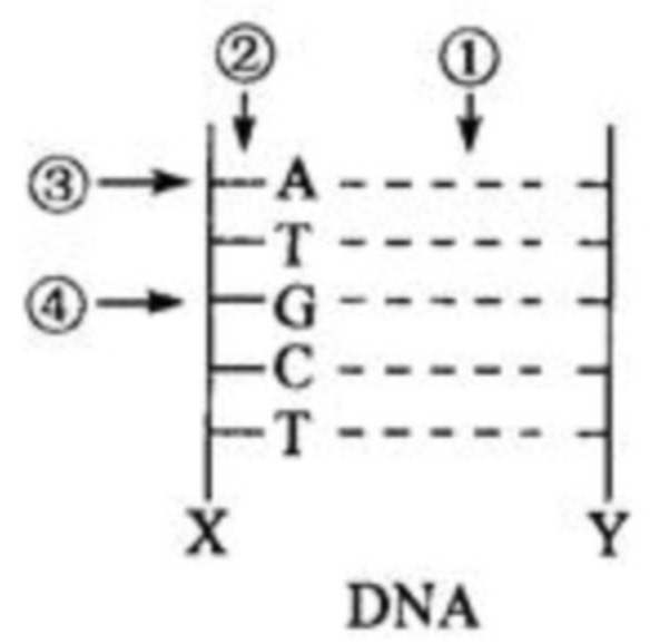 <p>Where in this DNA molecule does unwinding of DNA during replication happen?&nbsp;</p>