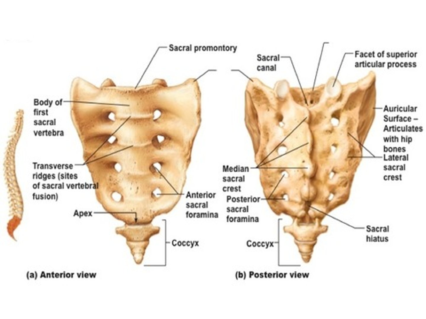 <p>Sacral</p><p>Coccygeal</p>