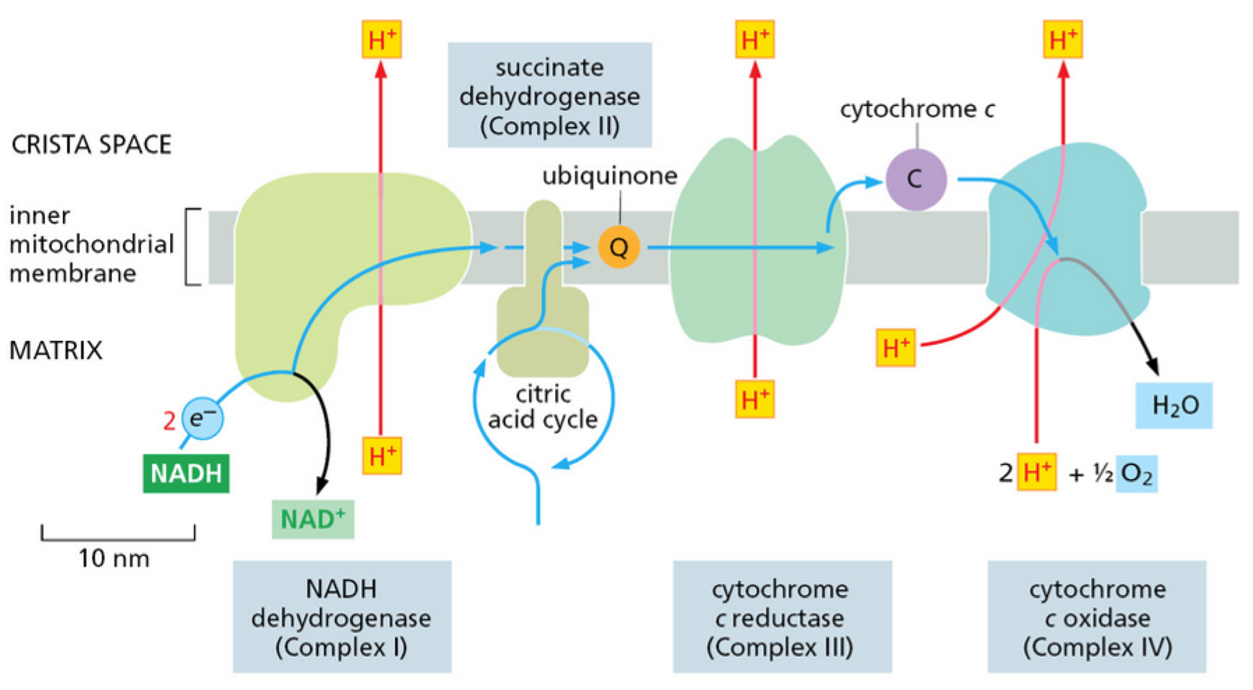 <p>4 large protein complexes - 3 = proton pumps</p><ul><li><p>during electron transfer from NADH, a hydride ion is removed and converted to a proton + 2 electrons</p><ul><li><p>electrons donated to electron transport chain</p></li><li><p>electron moves through complex - induces conformational changes in protein = pumps proton from matrix to intermembrane space</p></li><li><p>energy to pump H<sup>+</sup> from energy of electron transfer</p></li></ul></li><li><p>build up of H<sup>+</sup> in intermembrane space - creates electrochemical gradient</p></li></ul><p></p>