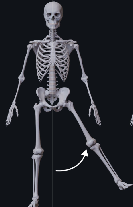 <p>moving the limb or hand laterally away from the body, or spreading the fingers or toes</p>