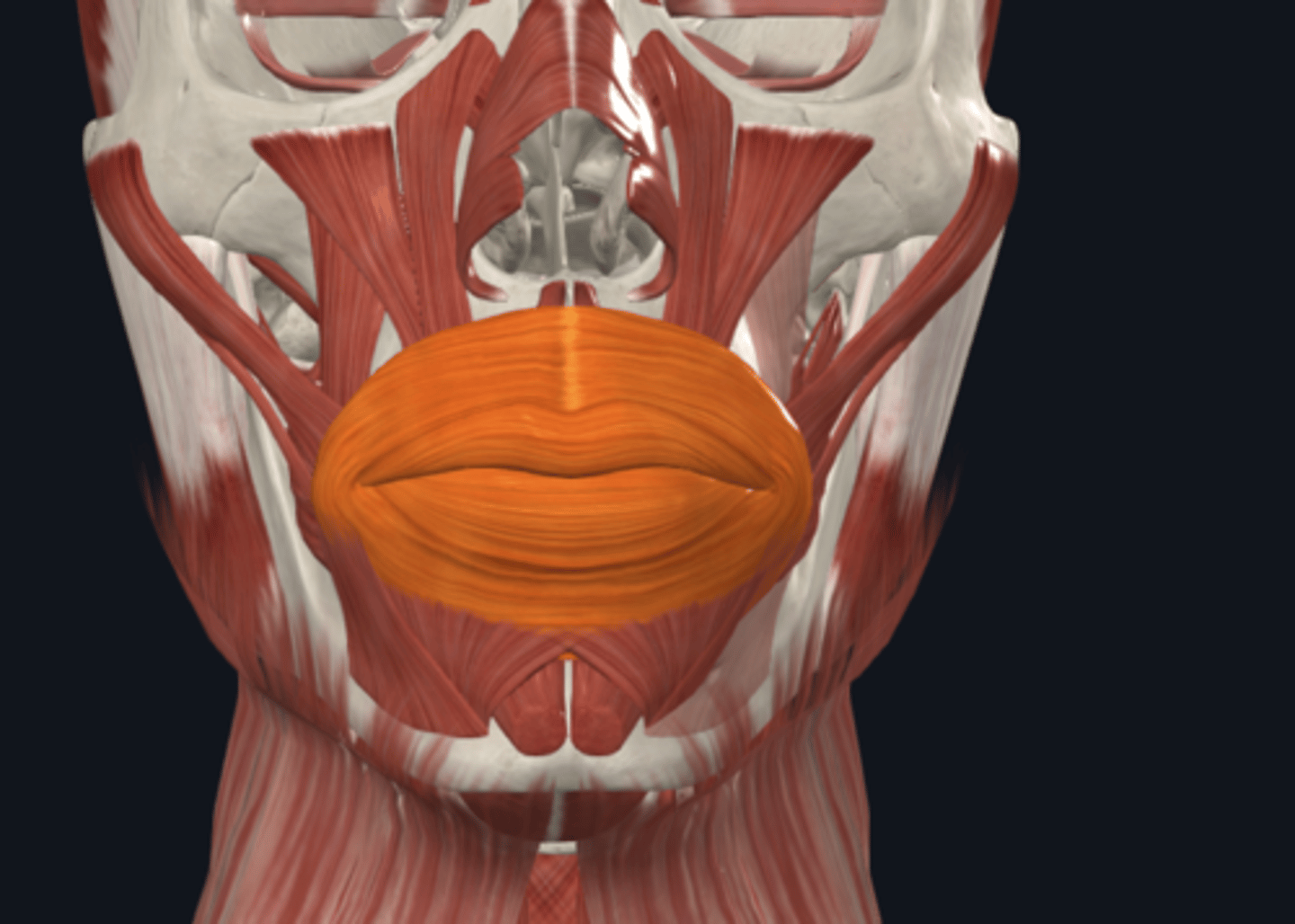 <p>Where is the attachment of the Orbicularis Oris muscle what is its function?</p>