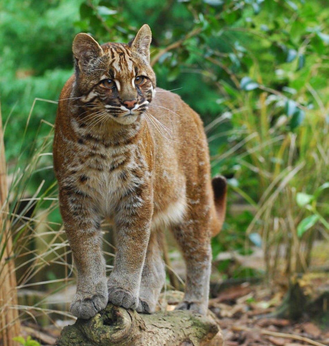 <p>Mainly terrestrial, eats small vertebrates, can hunt small ungulates</p>