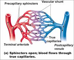 <p>What is the main vessel through is called:</p>