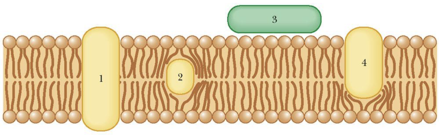 <p>Identify the peripheral membrane proteins.</p>
