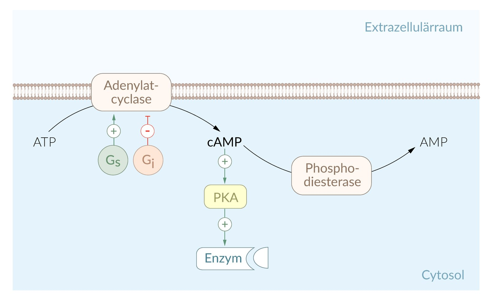 <p>A. Binding of the α-subunit to adenylyl cyclase</p>