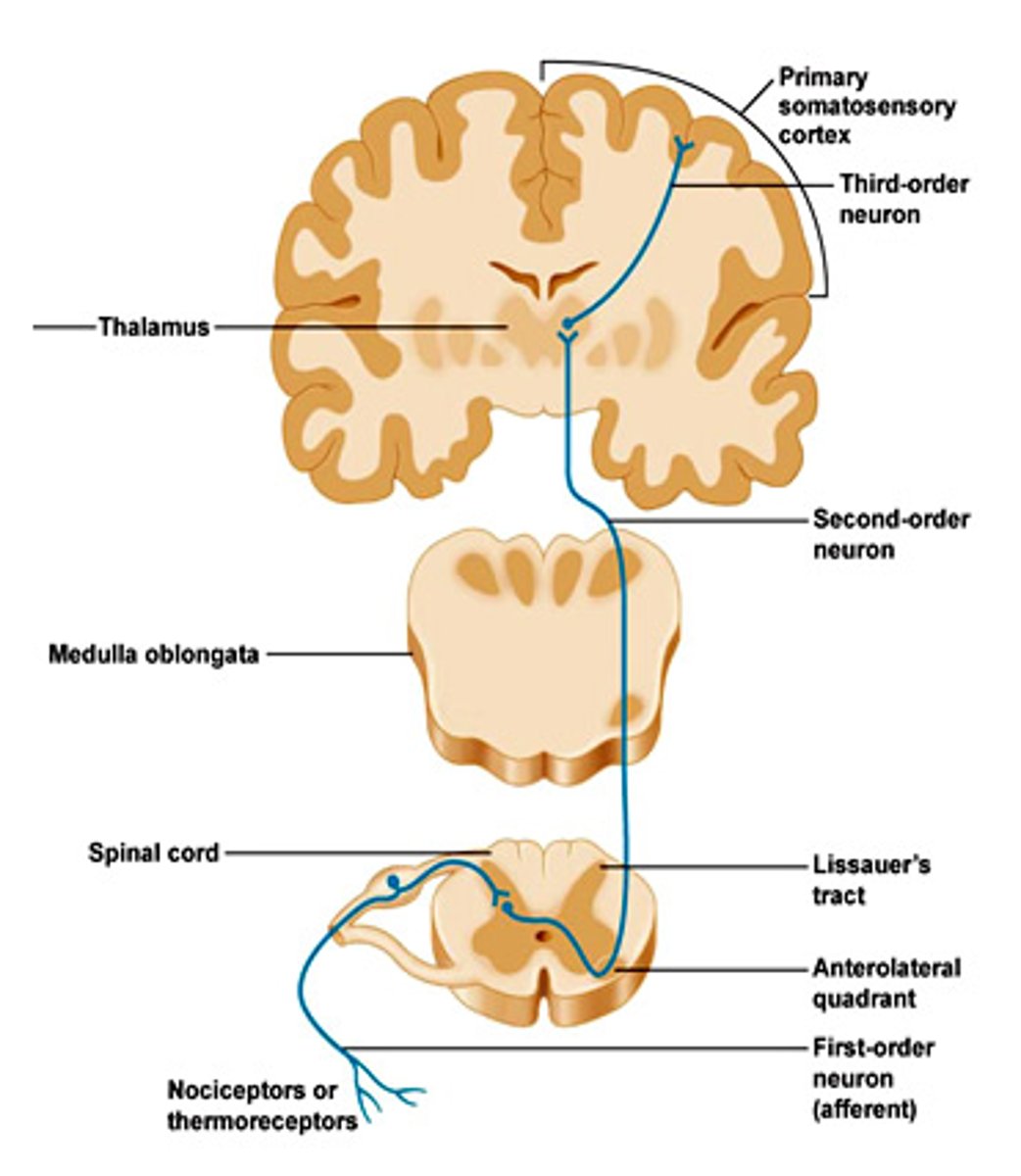 <p>sensory tracts --ascending tracts (Spinothalamic tract and dorsal columns)</p>