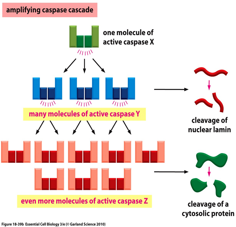 <p>The products of one stage activates the reactants of the next stage and so on, generally amplifying the signal. </p>