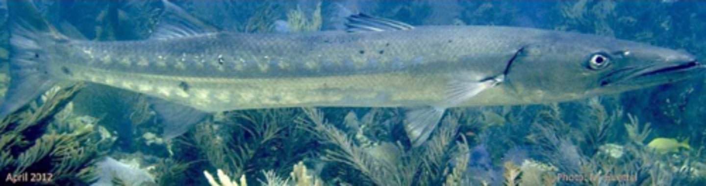 <p>great barracuda</p>