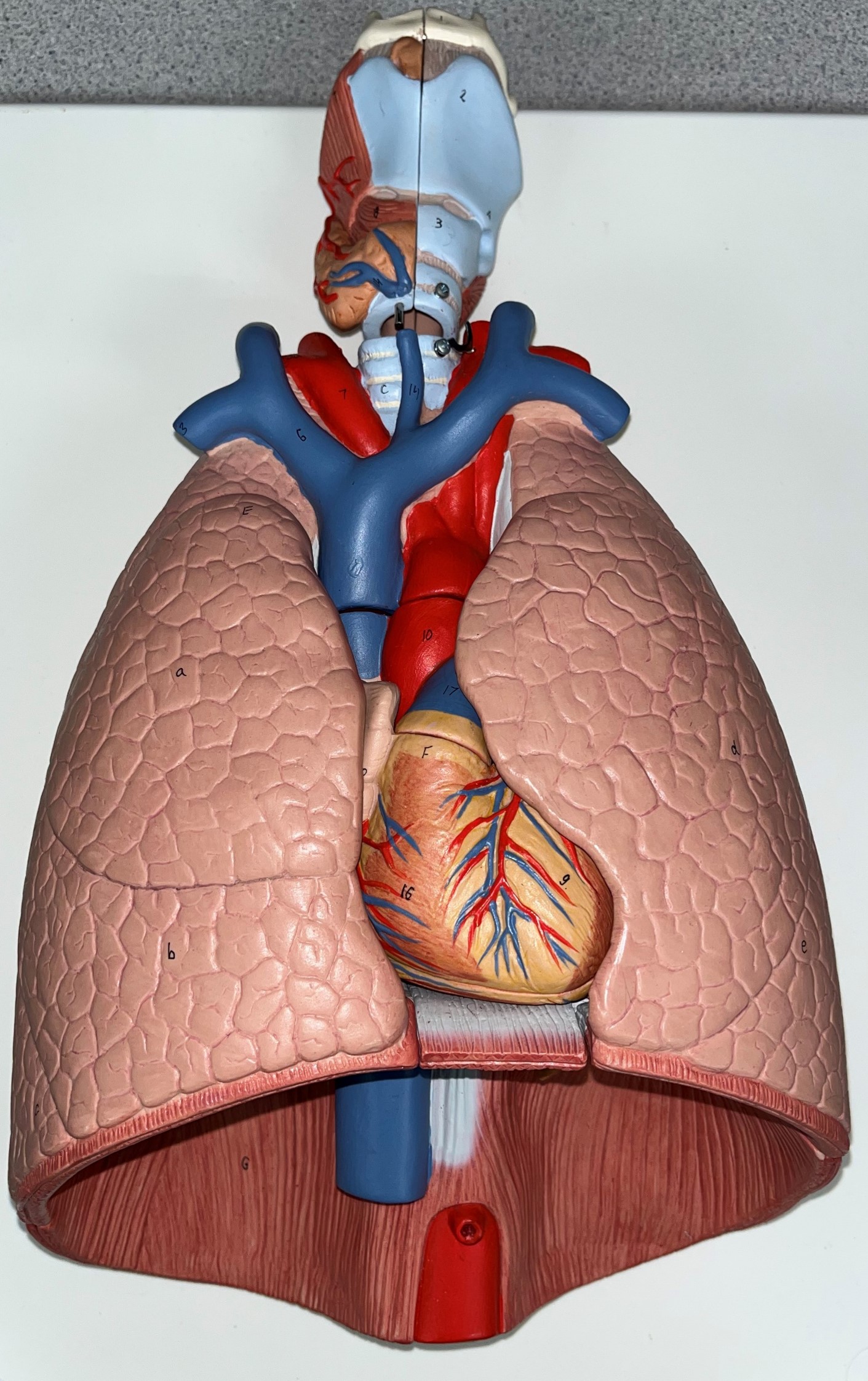• The common passage of bronchi, bronchial veins and arteries, and lymphatic vessels on the medial side of the R. and L. lungs.

• Not shown in image.