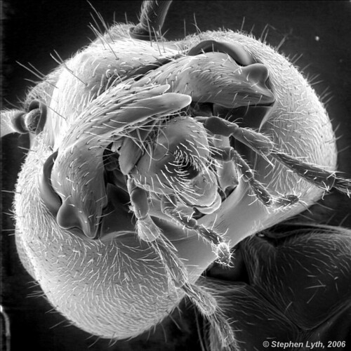 Scanning Electron Microscope