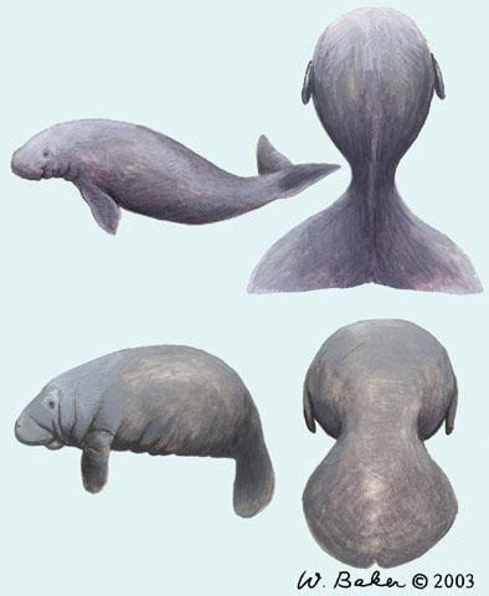 <p>dugong, manatees, sea cow</p><p>•comprised of 5 species</p><p>•aquatic from coastal marine to riverine</p><p>•<strong>only aquatic herbivore</strong></p><p>•<strong>external nares high on skull</strong></p><p>•<strong>forelimbs paddlelike, hindlimbs vestigial in muscle</strong></p><p>•tail is an externally flattened fluke</p><p>•tropical coastal regions</p>