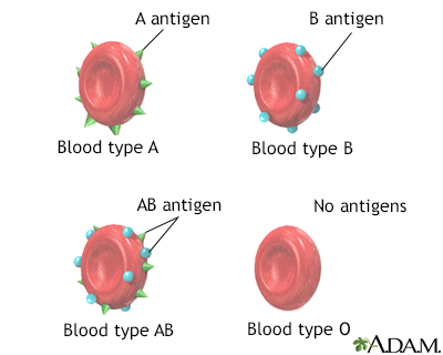 <p>the types of antigens (proteins) found in red blood cells.</p><p><strong>⇨ </strong>type A has antigen A, type B has antigen B, type AB has both A and B antigens, and type O has no antigens</p>