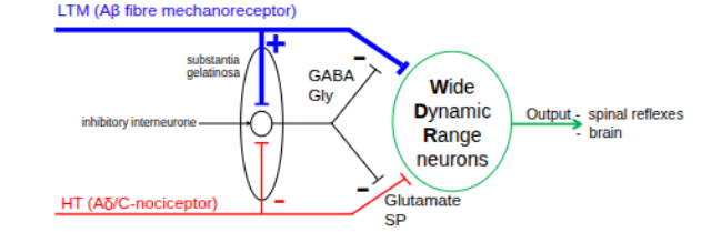 <ol><li><p>nociceptive input enters lamina I and II releasing excitatory neurotrasnmitters glutamate and substance P </p></li><li><p>this opens the gate, increases WDRN firing and sends pain signals to the brain </p></li><li><p>non-nociceptive (a delta) input enters lamina III-IV and excite inhibitory interneurons in lamina II (GABA/glycine), this inhibits WDRNs in lamina V which closes the gate and pain signal is reduced </p></li><li><p></p></li></ol><p></p>