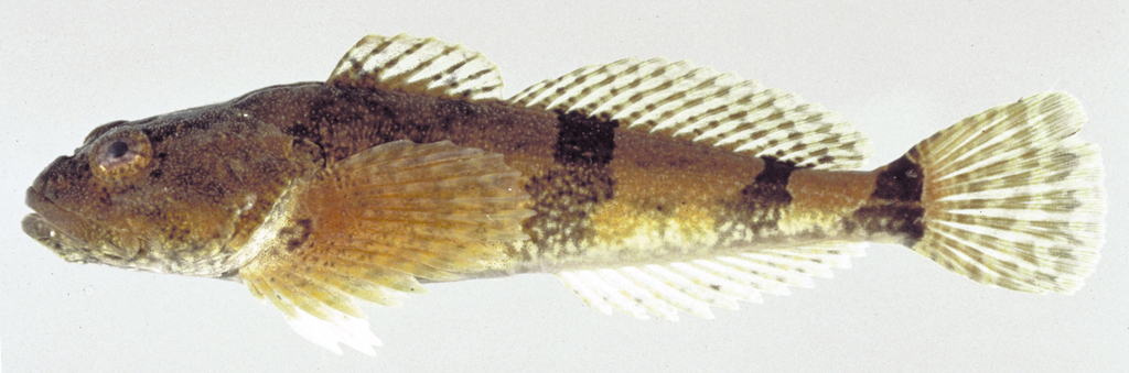 <p>Sculpins</p>