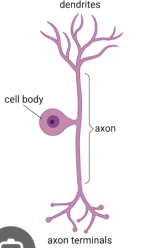 <p>what neuron is this?</p>