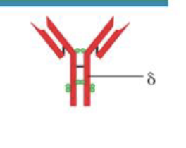 <p>What is the structure of IgD</p>