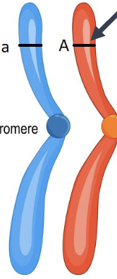 <p>what are these an example of</p>