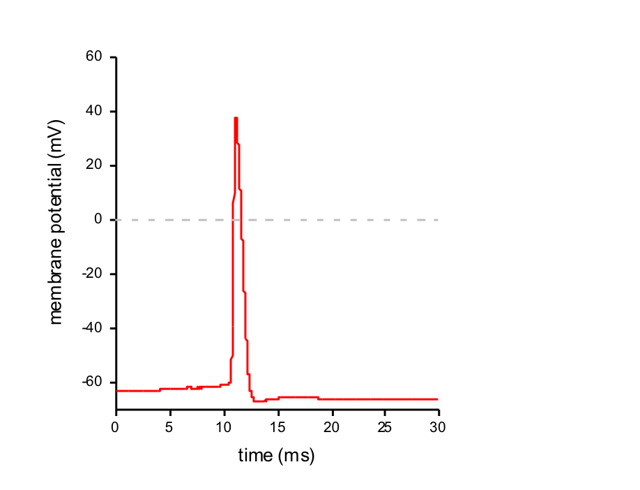 <ol><li><p>Action potential threshold is reached, membrane potential depolarised </p></li><li><p>Depolarisation causes an upwards (+ve) spike</p></li><li><p>Membrane rapidly repolarises during the downwards spike</p></li><li><p>Often followed by a temporary additional after hyperpolarisation </p></li></ol><p></p>
