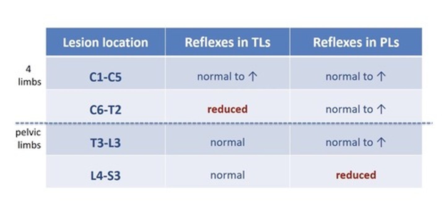 <p>Withdrawals</p><p>TL:</p><p>- Extensor carpi radialis</p><p>- Biceps</p><p>- Triceps</p><p>HLs:</p><p>- withdrawals</p><p>- patellar</p><p>- cranial tibial</p><p>- gastrocnemius</p><p>- perineal</p>