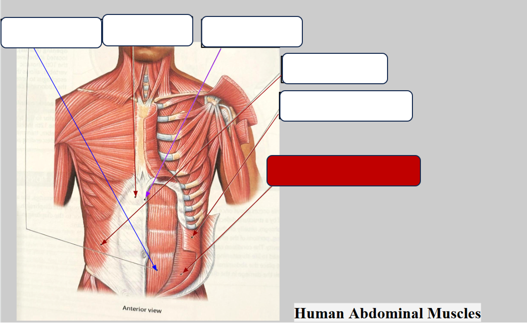 <p>Label the muscle</p>