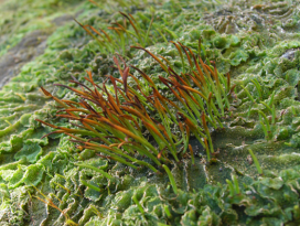 <p>(Anthocerotophyta) <strong><u>characterized by a narrow, pipe-like sporophyte</u></strong>. The short, blue-green gametophyte is the dominant phase of its life cycle. The sporophytes emerge from the parent gametophyte and continue to grow throughout the life of this plant. <strong><u>Another unique characteristic is the growth pattern. Stomata are abundant in this plant and appear in the sporophyte</u></strong>. Photosynthetic cells in the thallus each contain a single chloroplast. Meristem cells at the base of the plant keep dividing and adding to the height of the sporophyte.</p>