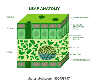 <p>Phloem</p>