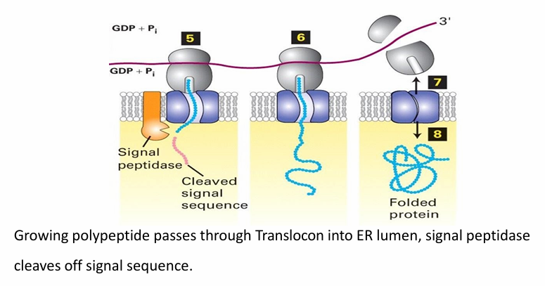 <ul><li><p>ER signal sequence is cleaved by signal peptidase </p></li><li><p>Peptide is pushed through translocon as translation continues&nbsp;</p></li><li><p>After translation, it’s released into the lumen where folding occurs&nbsp;</p></li><li><p>Translocon closes and ribosome dissociates&nbsp;</p></li><li><p>Depending on the mRNA the ribosome binds to next, it can be a free ribosome or bound&nbsp;</p></li></ul><p></p>