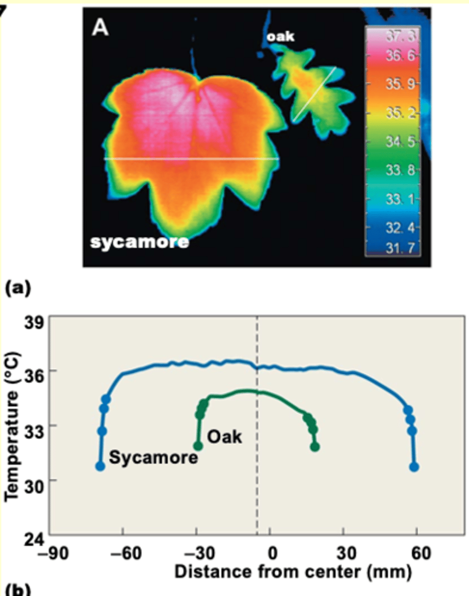 <p>smaller the leaf = quicker the heat loss (vise versa)</p>