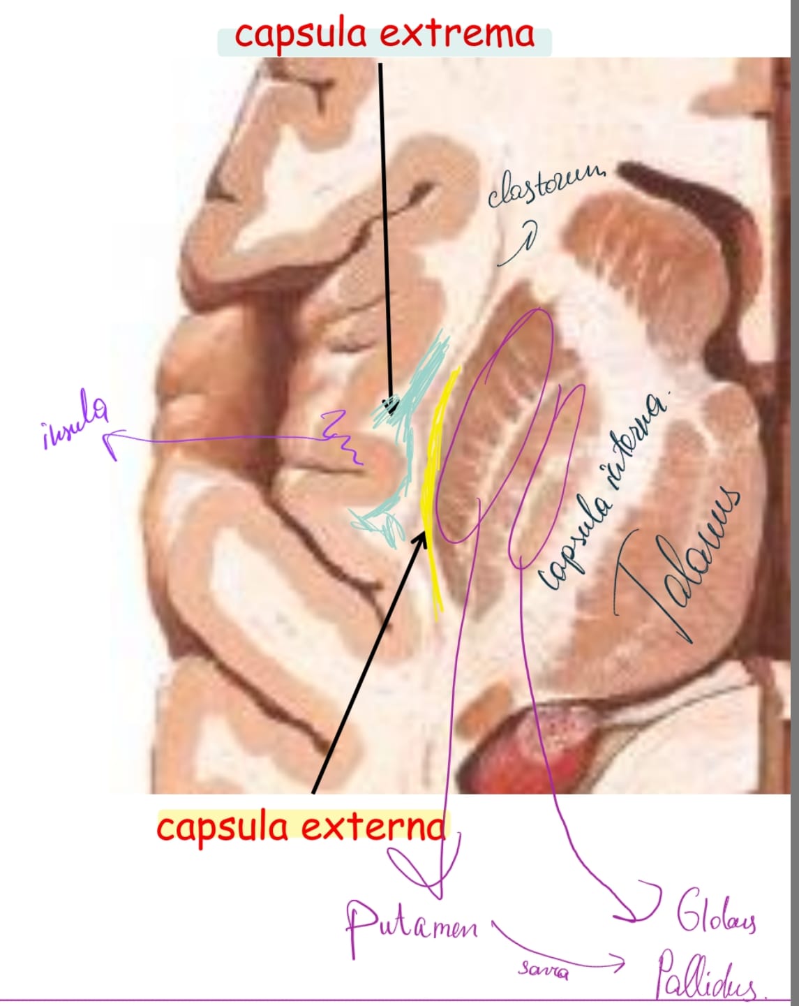 <ol><li><p>insula </p></li><li><p>Capsula Externa</p></li><li><p>Claustrum</p></li><li><p>Capsula Extrema</p></li><li><p>Putamen</p></li><li><p>Globus Pallidus</p></li><li><p>Capsula İnterna</p></li><li><p>Talamus</p></li></ol>