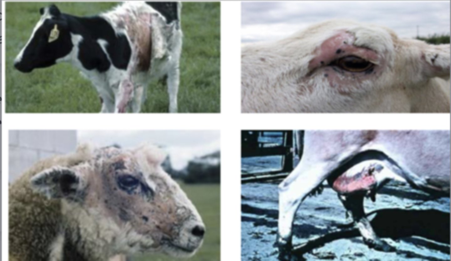 <p>a farmer notices his animals begin to show lesions on their skin- swelling, redness, alopecia, and they are itching a lot.</p><p>what is the possible diagnosis?</p>